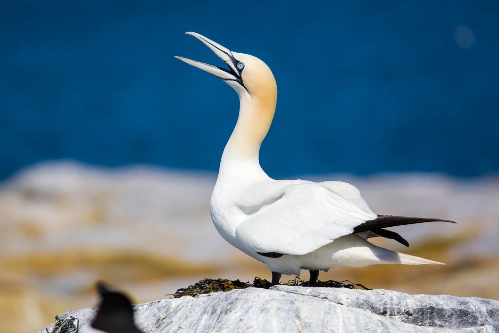 A northern gannet calling