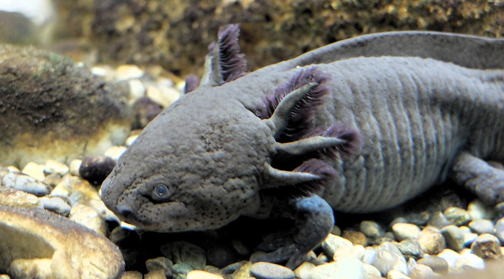 A pigmented axolotl
