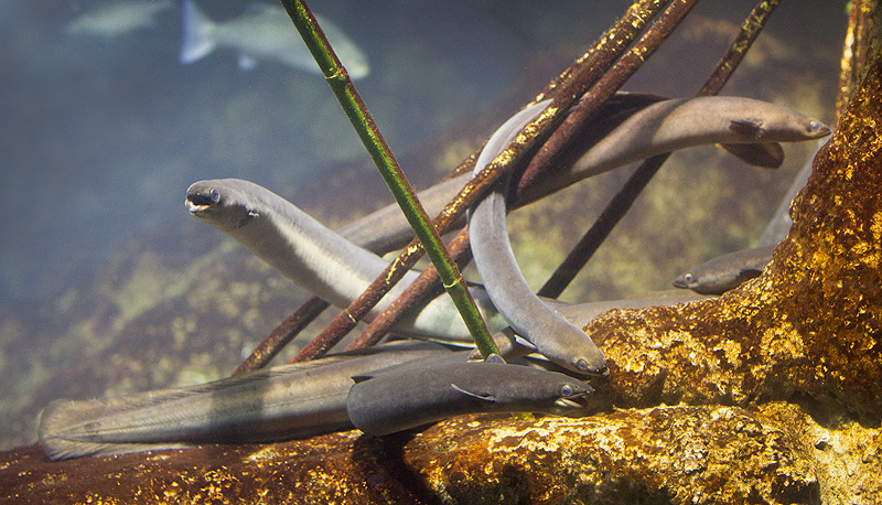 Several European eels