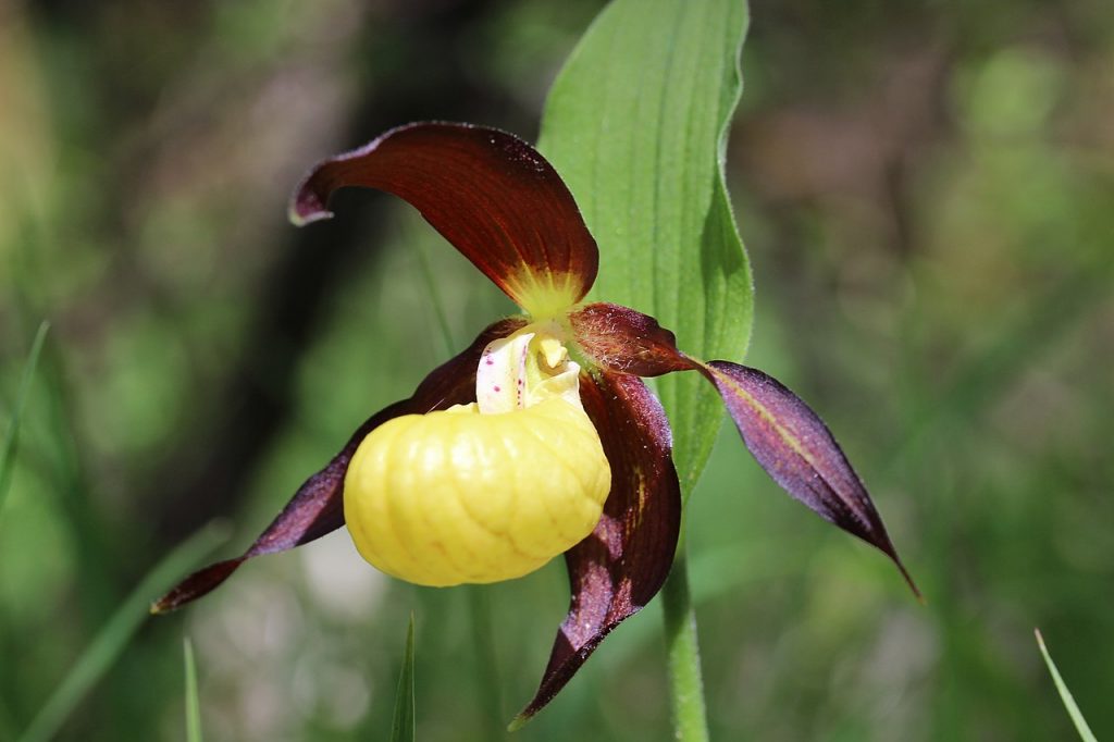 lady's slipper orchid