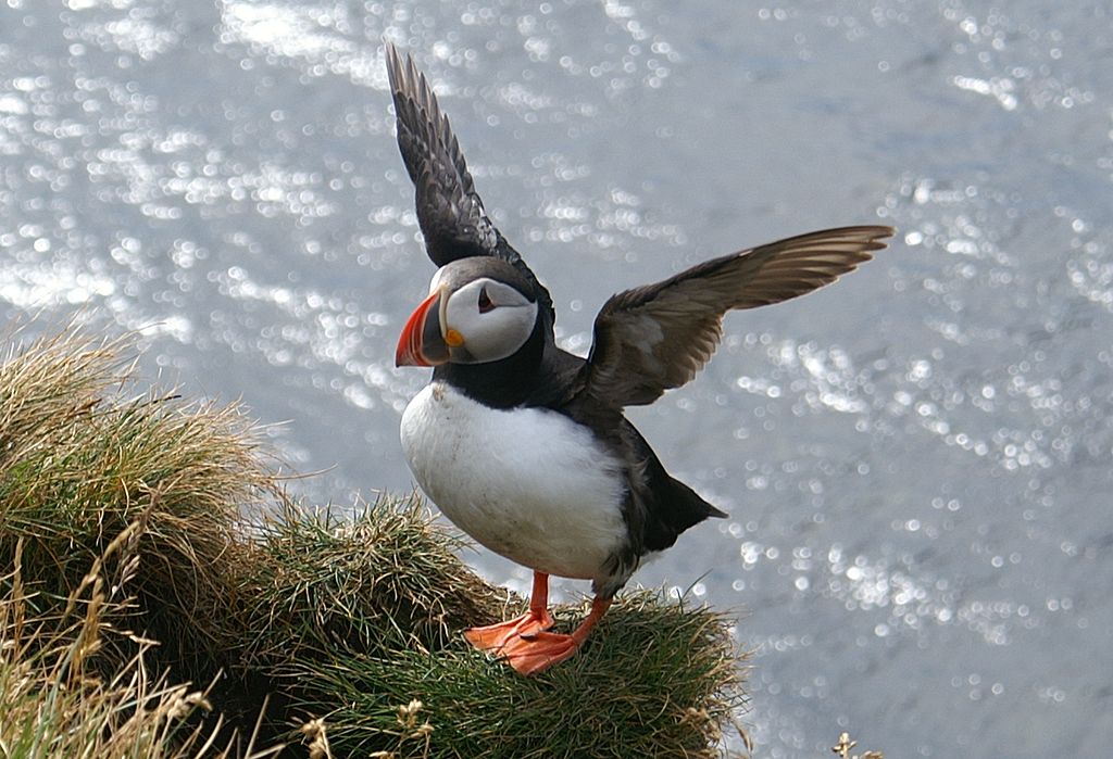 Puffin flapping its wings on Lundy island