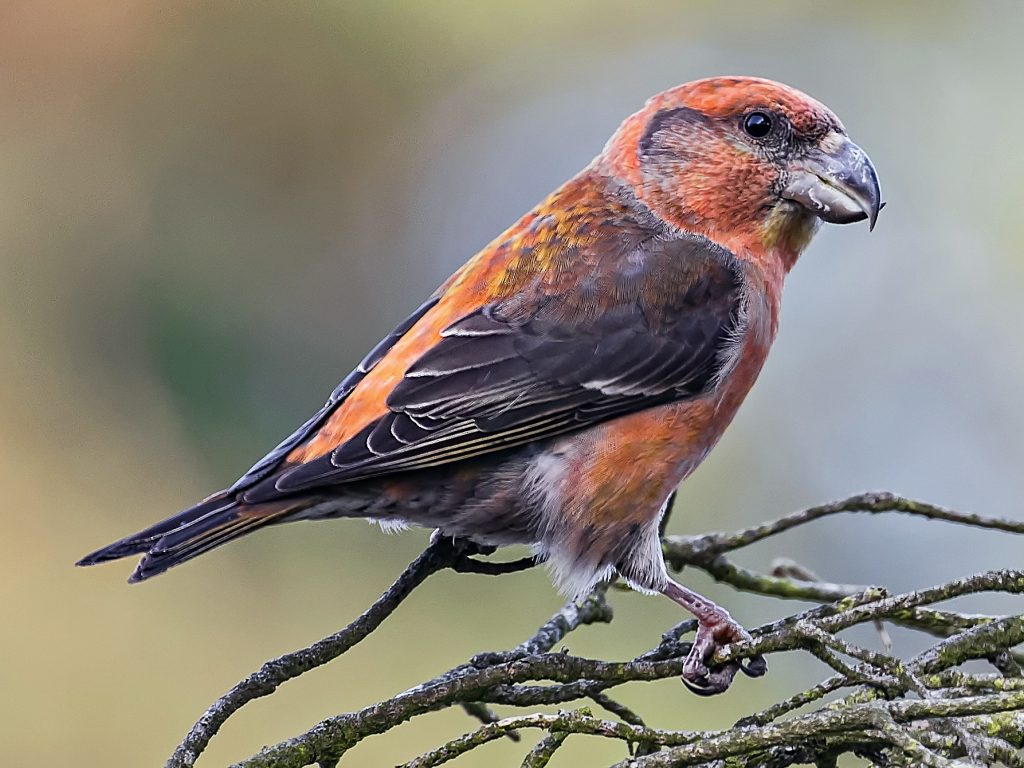A parrot crossbill on some branches