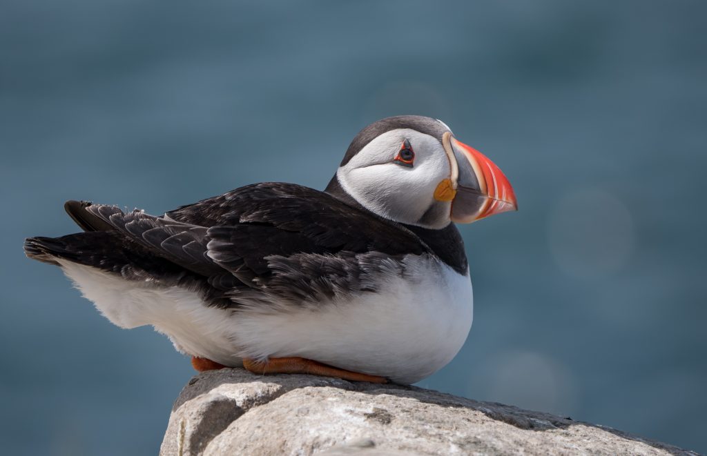 A puffin resting on a rock