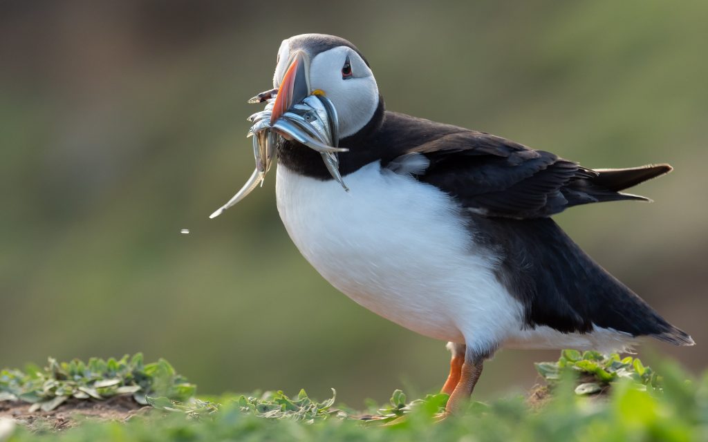 A puffin with several small fish in its beak