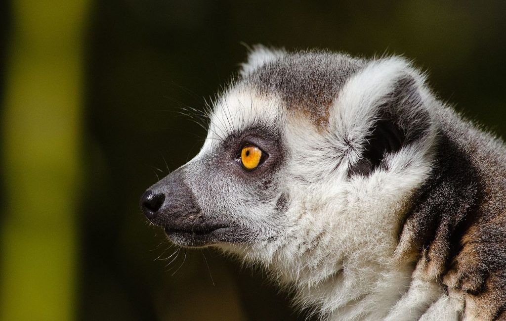 Close-up of a ring-tailed lemur's face