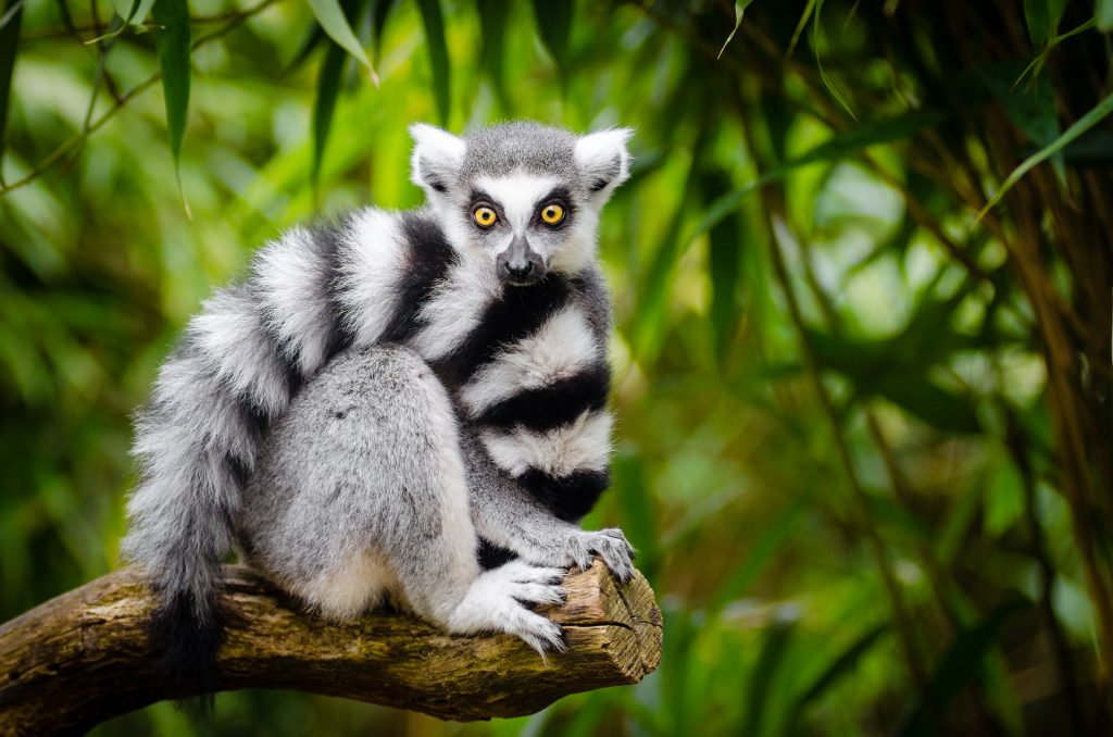A ring-tailed lemur on a branch with its tail wrapped around its body