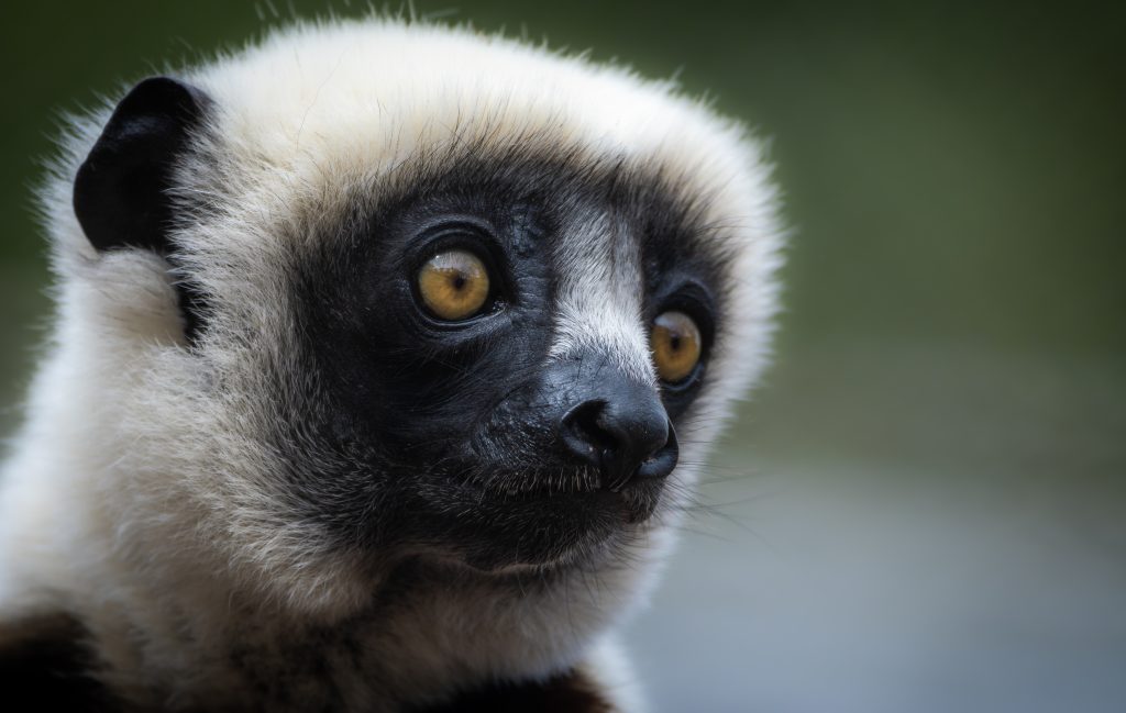 Face of a Coquerel's sifaka