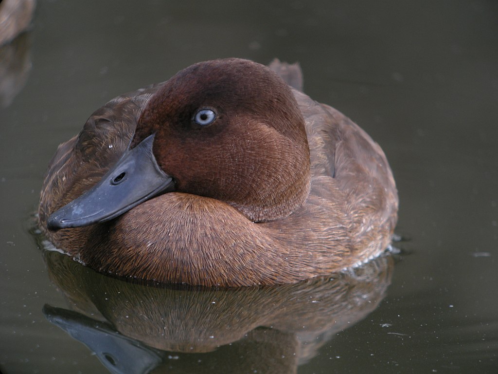 A Madagascan pochard on the water