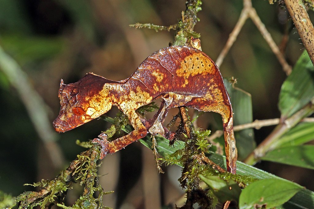 A satanic leaf-tailed gecko on a plant