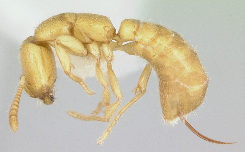 A Dracula ant worker