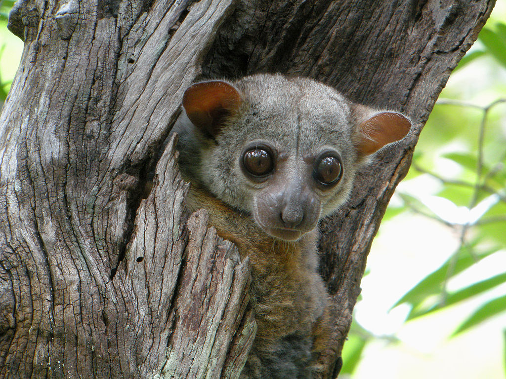 A Milne-Edwards' sportive lemur poking its head out of a hole in a tree trunk